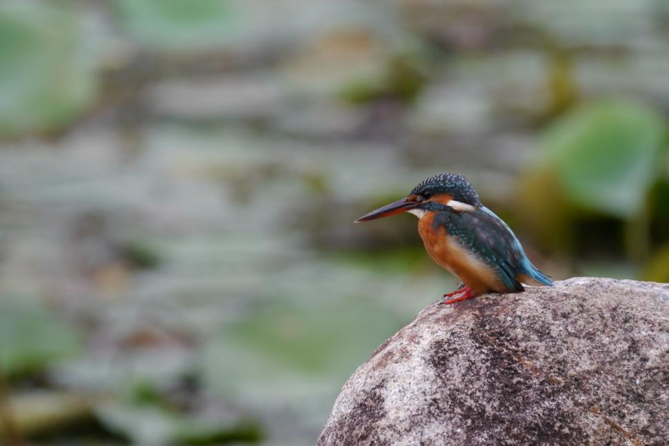 Free Image of Single Kingfisher 