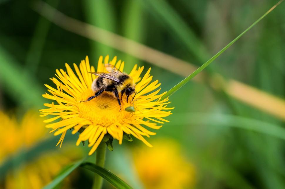 Free Image of Bee on Flower  