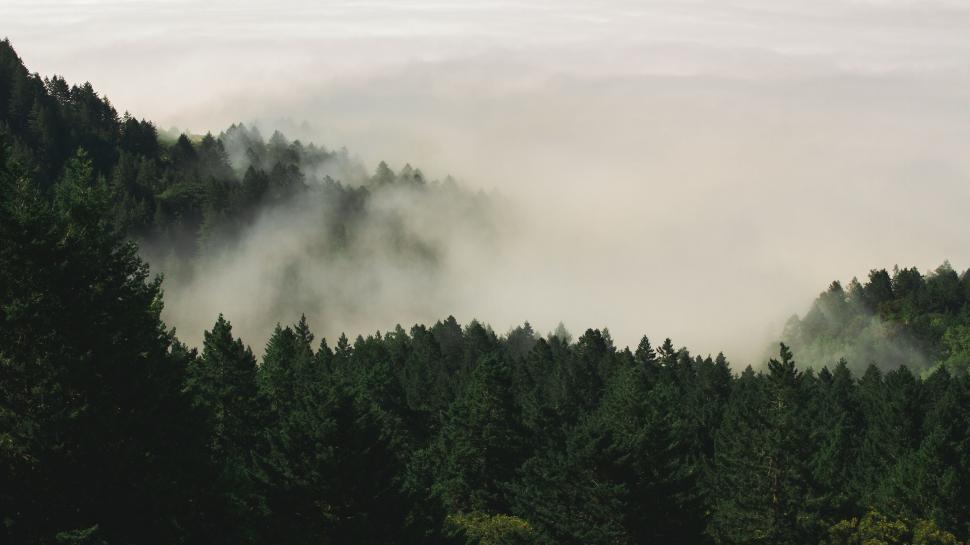 Free Image of Pine Trees and Fog  