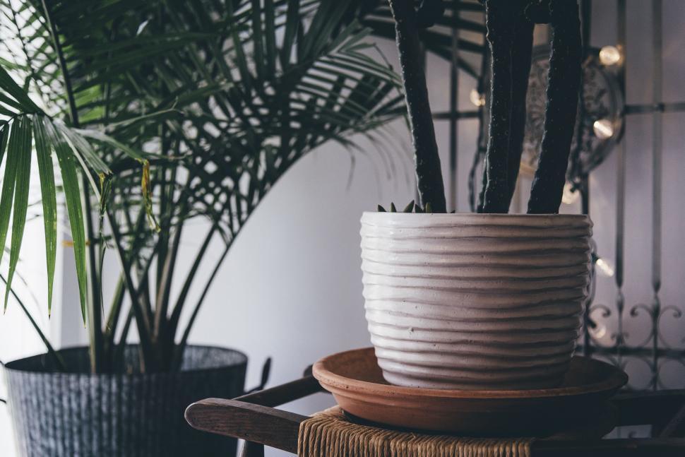 Free Image of Flower Pots  