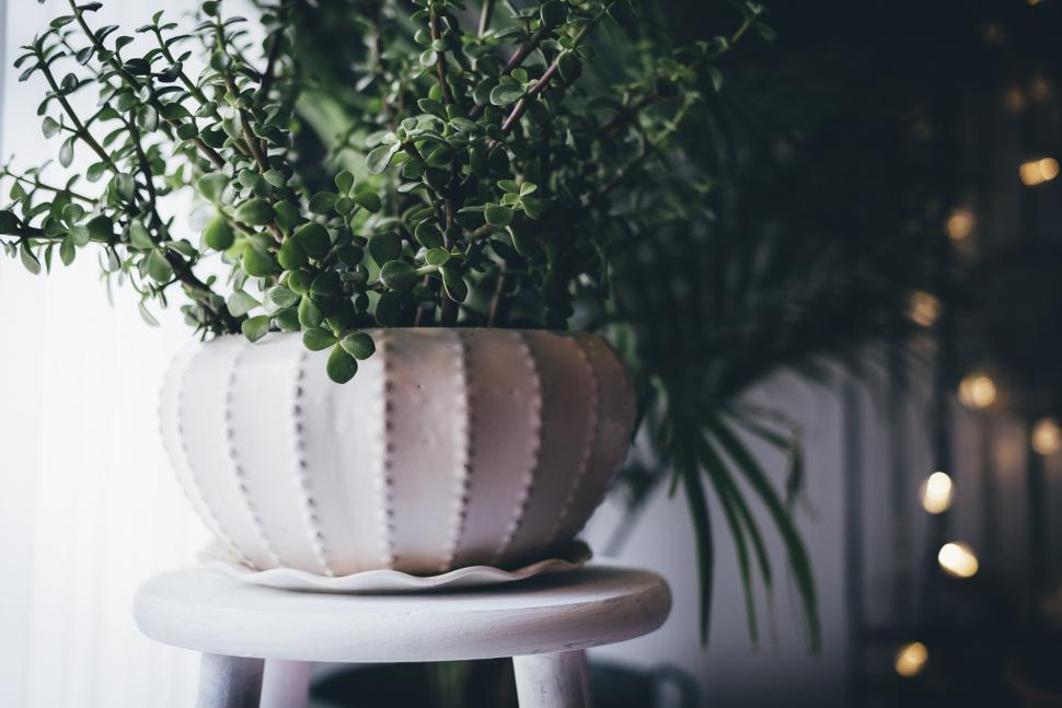 Free Image of White Flower Vase  