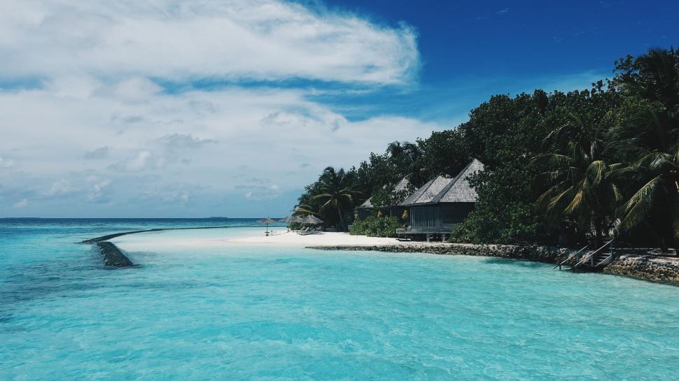 Free Image of Ocean and Palm Trees  