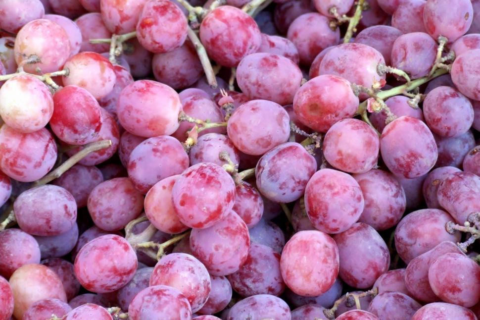 Free Image of Grapes 