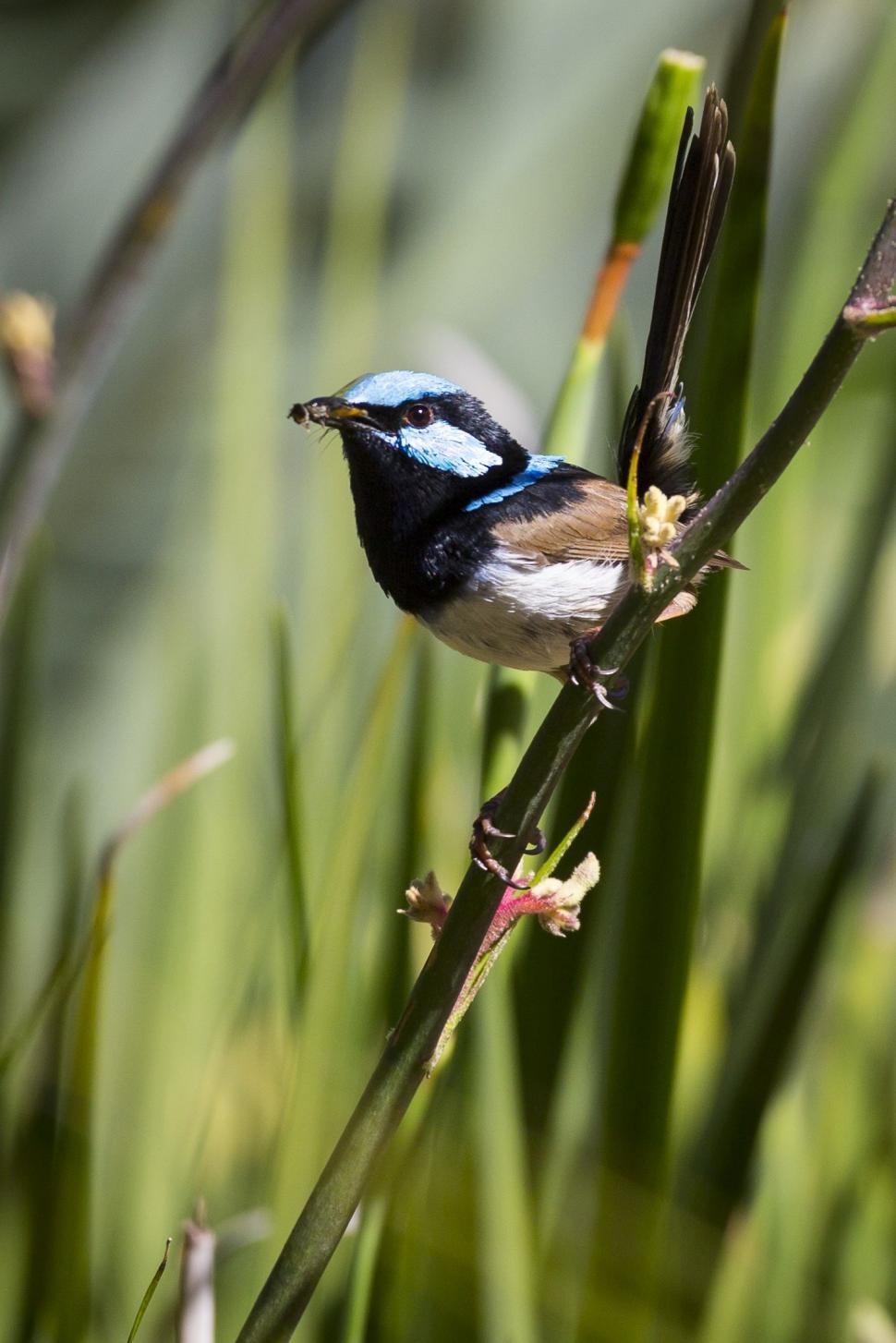 Free Image of Blue Wren Bird in Australia  