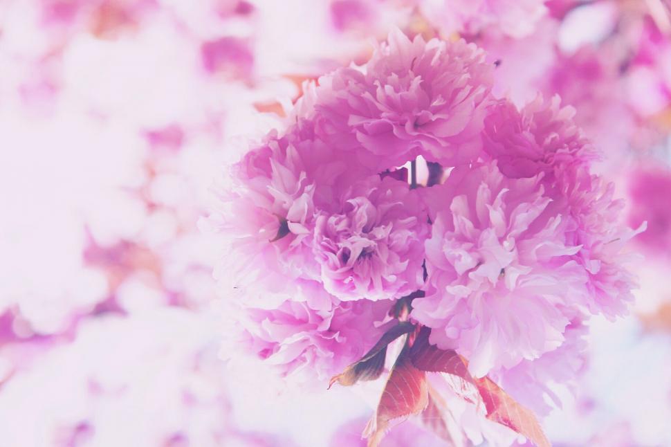 Free Image of Blooming Pink Flowers  