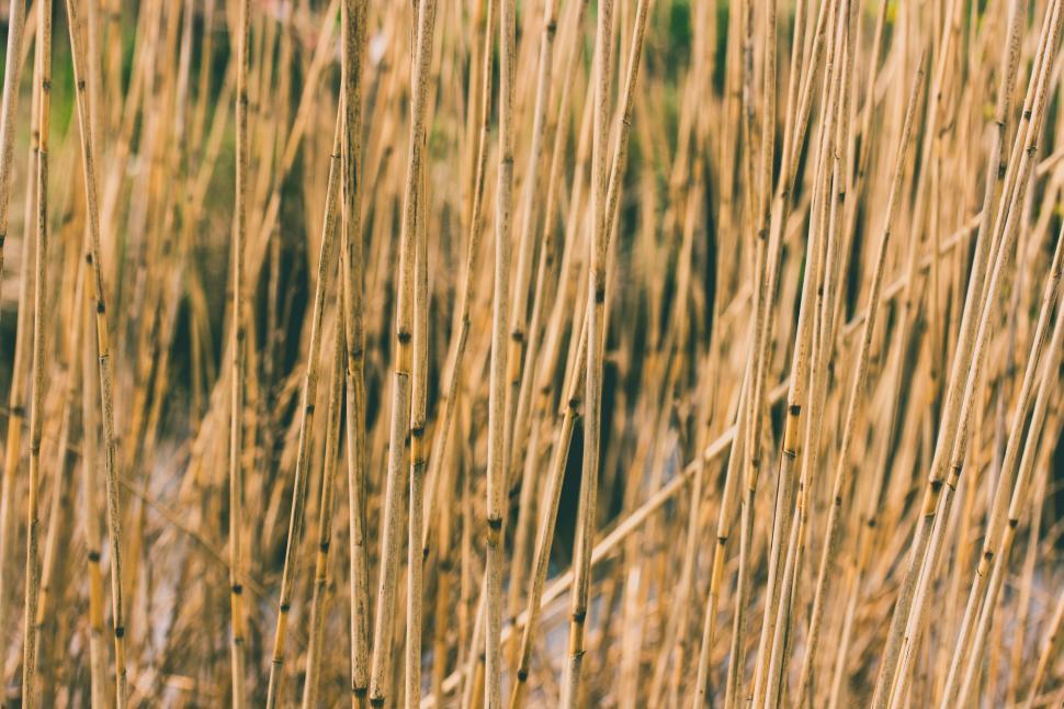 Free Image of Cane Field  