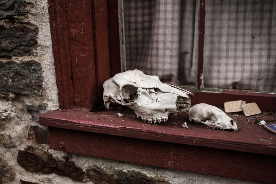 Free Image of Animal skull 