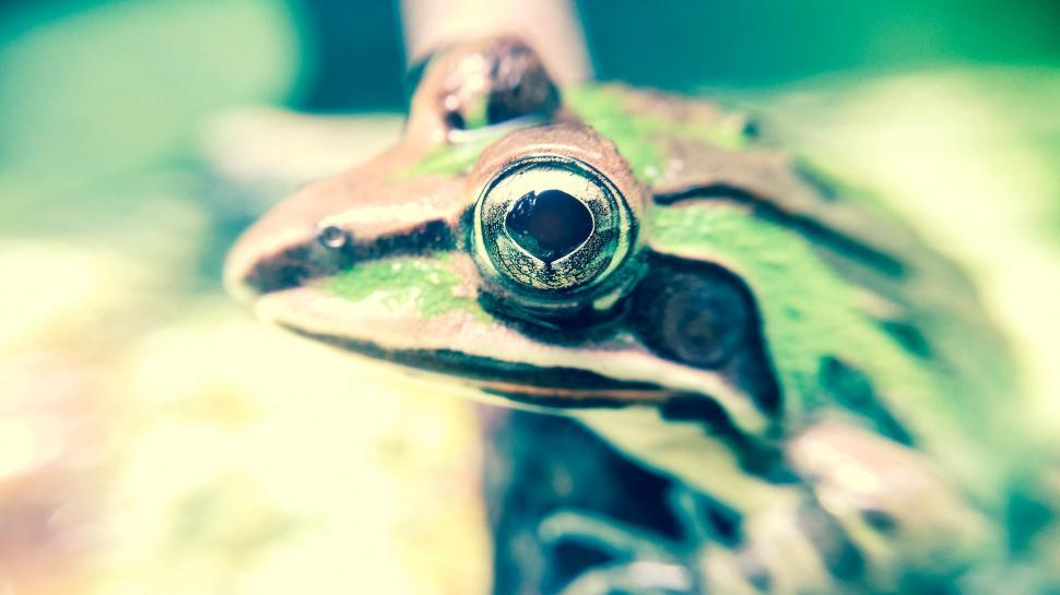 Free Image of Frog eyes 