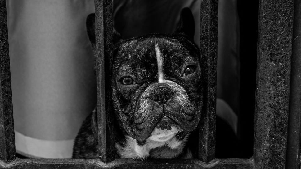 Free Image of Caged Bulldog - B&W 