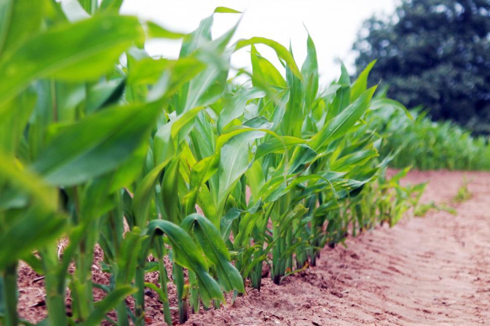 Free Image of Crop Farm Field  