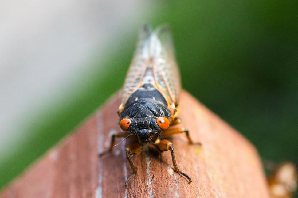 Free Image of Cicada insect 