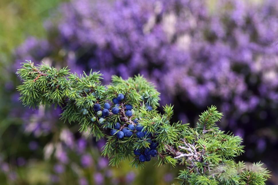 Free Image of Green Leaves on Plant  