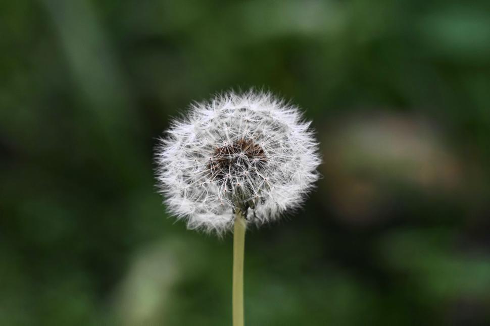 Free Image of White Dandelion  
