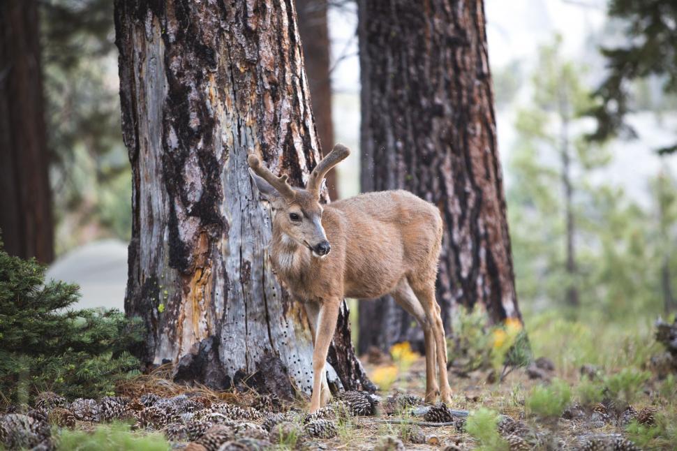 Free Image of Single Deer 