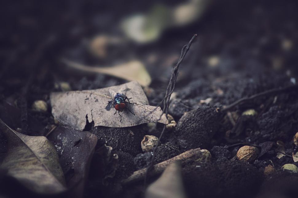 Free Image of Fly (Insect)  