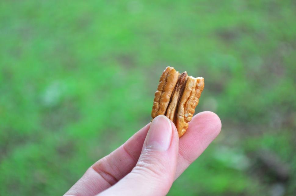 Free Image of Pecan Nut  