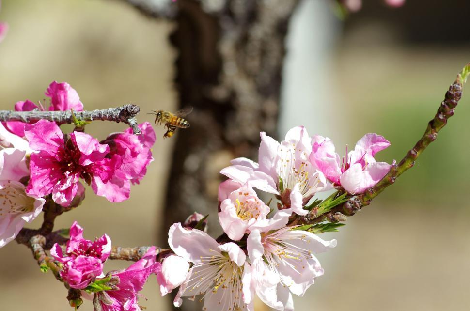 Free Image of Bee on Flowers  