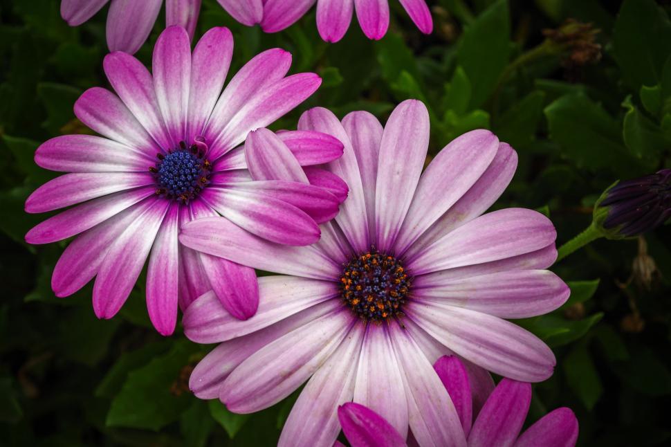 Free Image of Red and Pink Flowers  