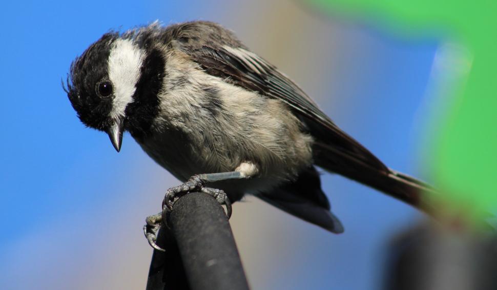 Free Image of Black-capped chickadee 