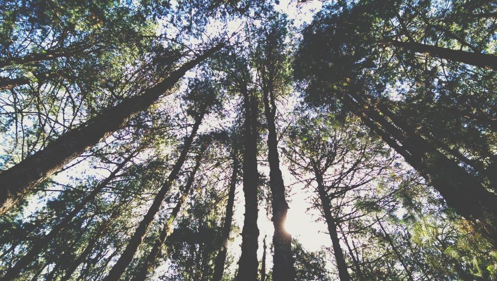 Free Image of Trees from below with sky  