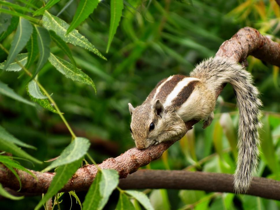 Free Image of Indian palm squirrel 
