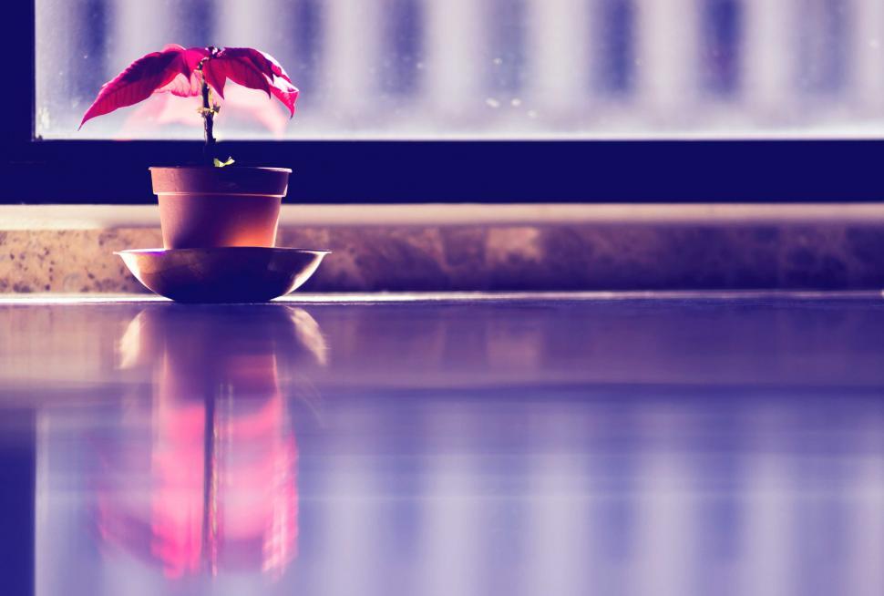 Free Image of Flower Pot on Floor 