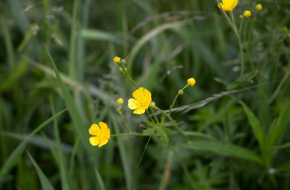 Free Image of Yellow Flowers  