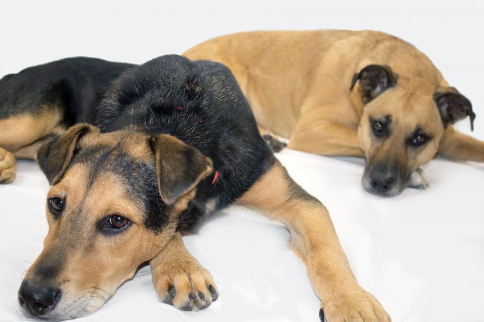 Free Image of Black Mouth Cur Dogs  