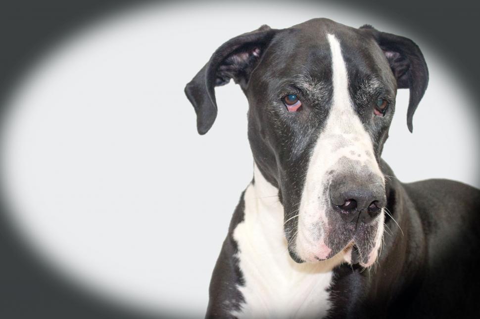 Free Image of Great Dane 