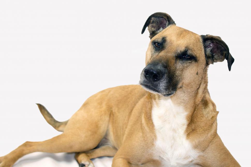 Free Image of Black Mouth Cur 
