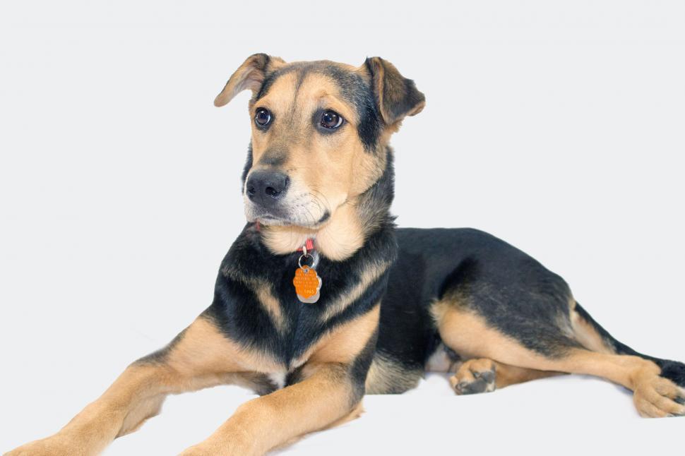 Free Image of German Shepherd Dog  
