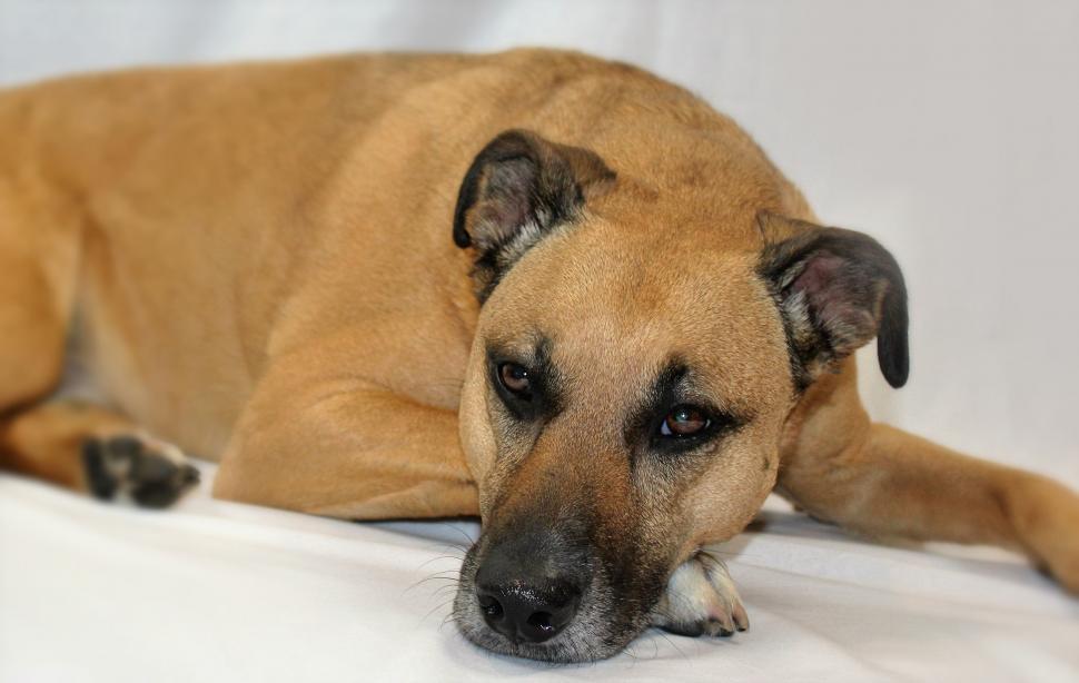 Free Image of Black Mouth Cur Dog  