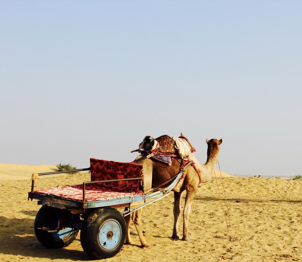 Free Image of Camel cart - Rajasthan, India  