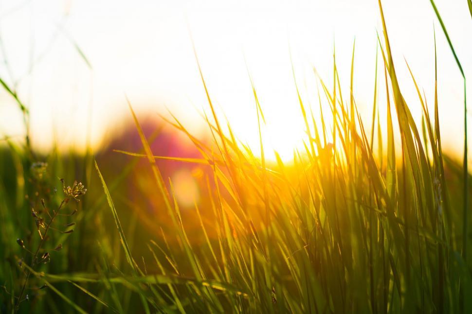 Free Image of Sunlight on Grass  