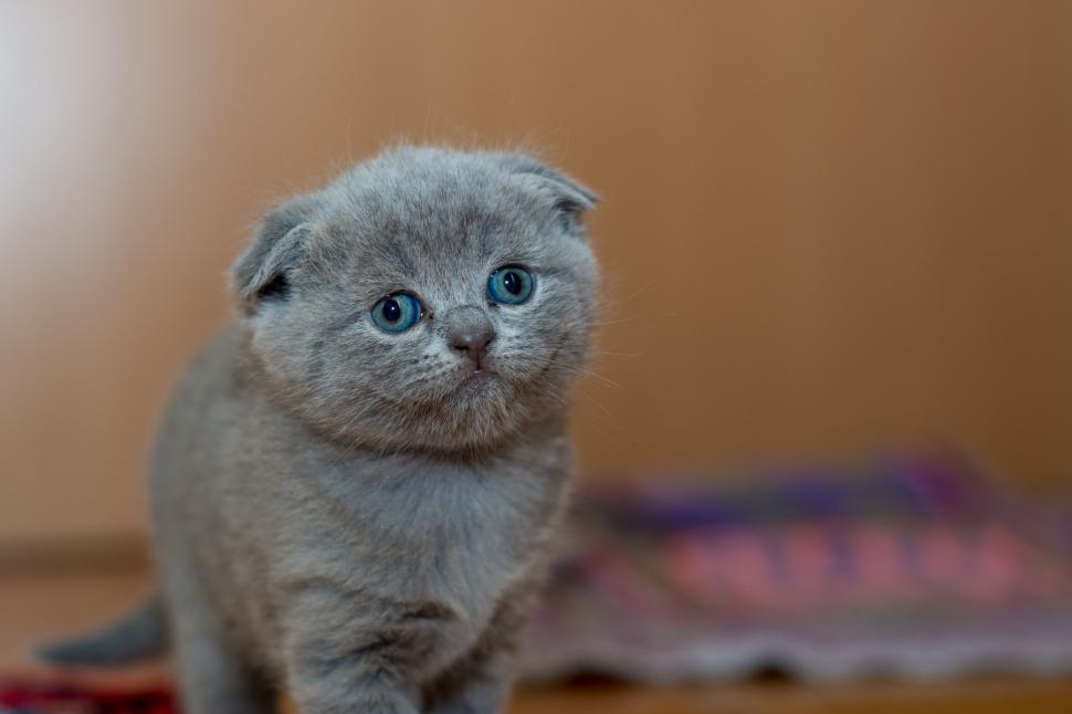 Free Image of Kitty Cat  