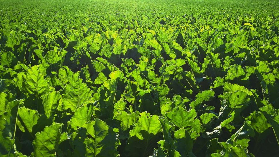 Free Image of Sugar beet field 