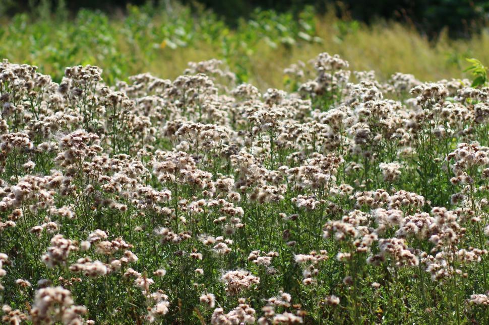Free Image of Tiny White Flowers in Forest  