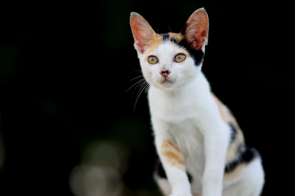 Free Image of Domesticated Cat  