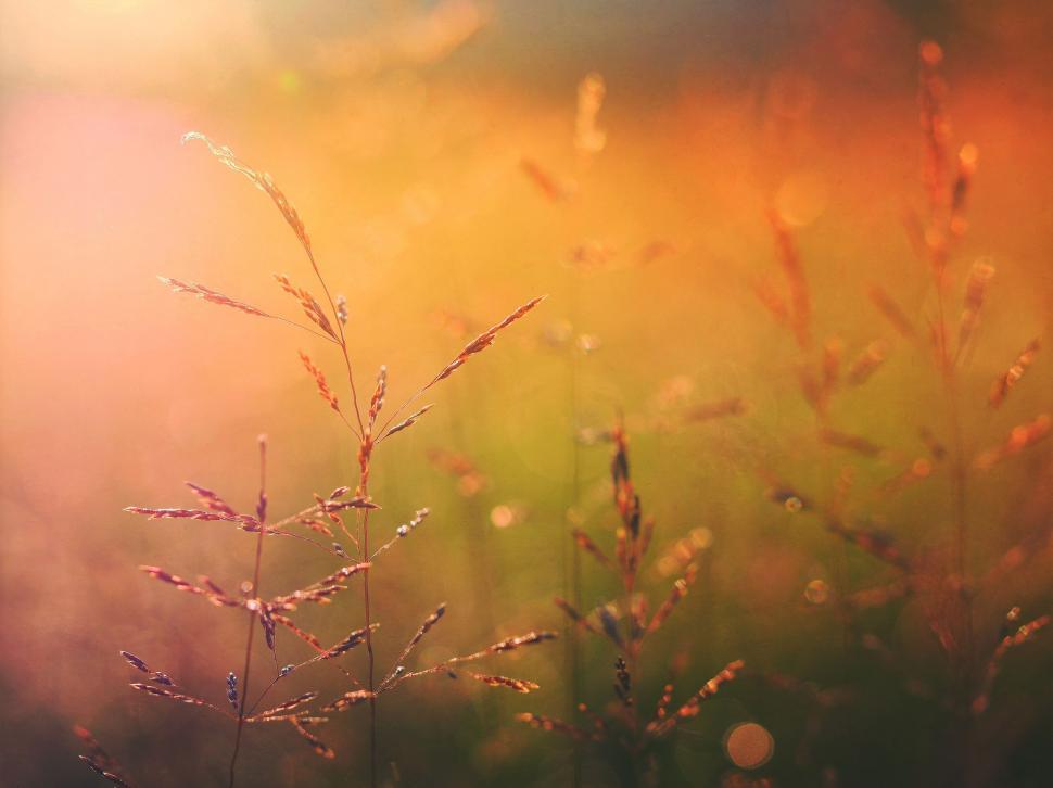 Free Image of Wheat Strands - Bokeh Light 
