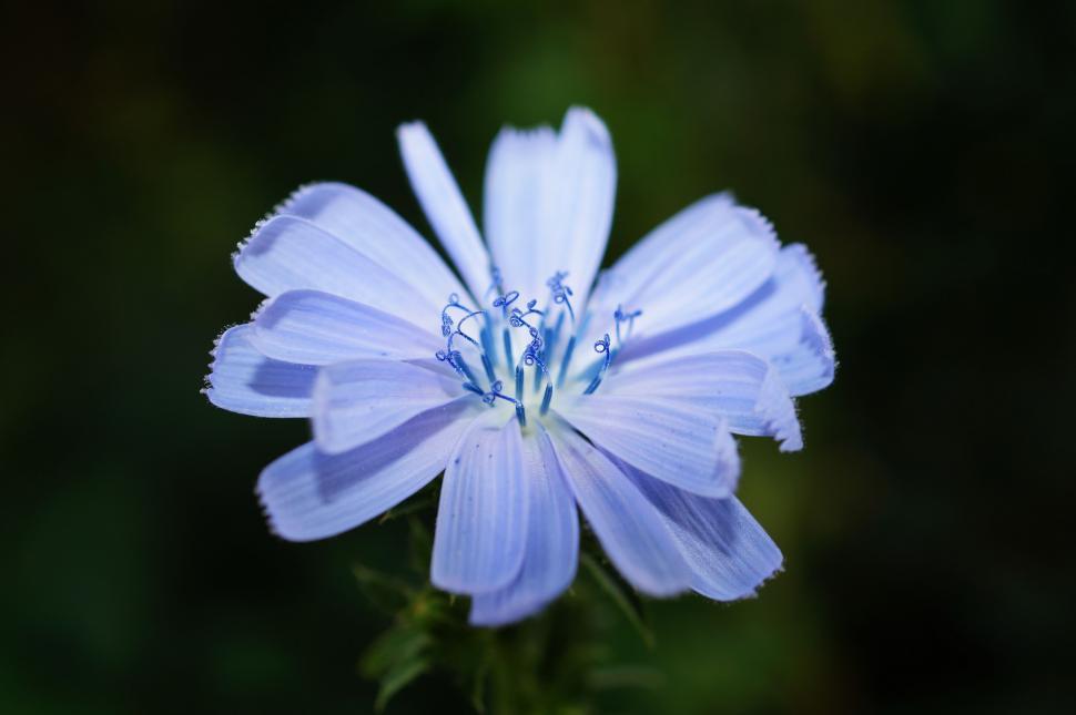 Free Image of Blue Flower 