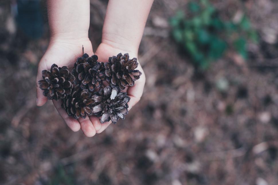 Free Image of Pine Cones  