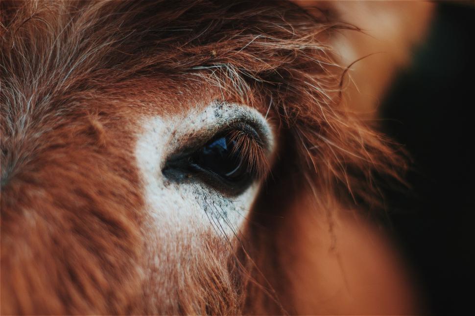 Free Image of Horse Eye  