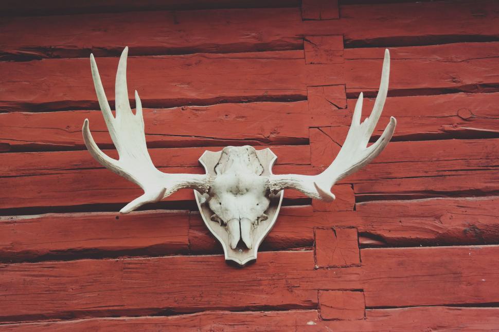 Free Image of Deer Skull  