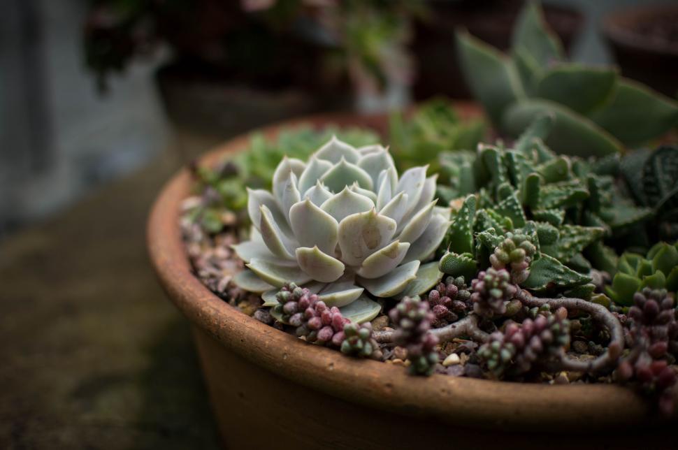 Free Image of Pot Plants  