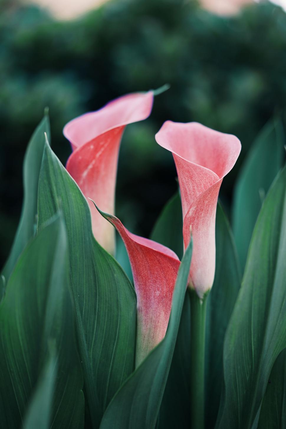 Free Image of Pink Flower 