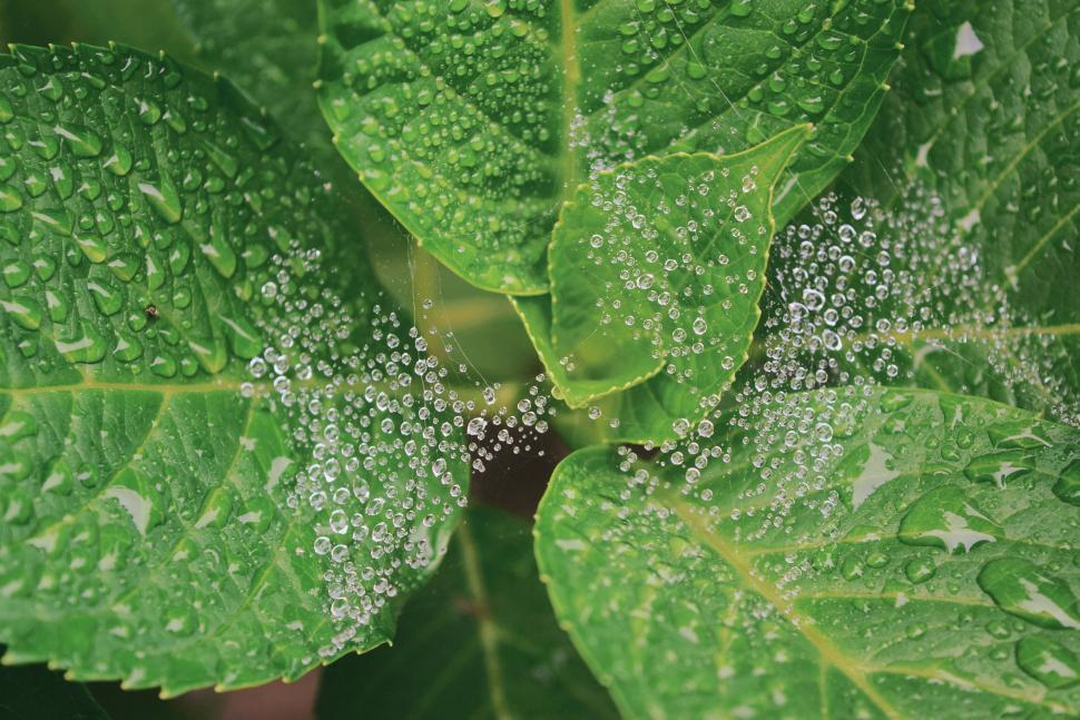 Free Image of Green Leaves - Detailing  