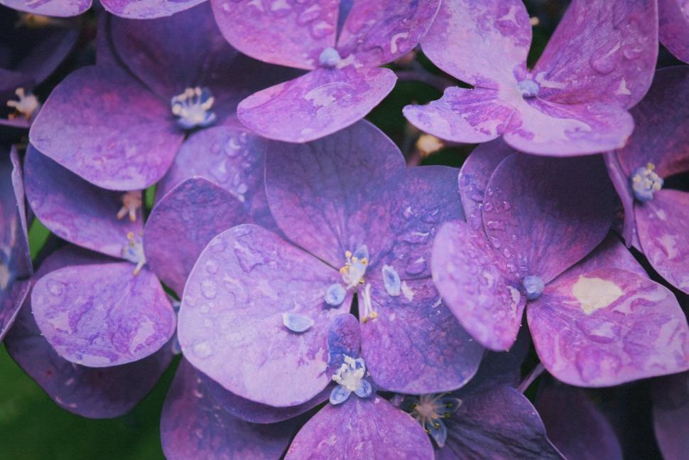Free Image of Violet Flowers 