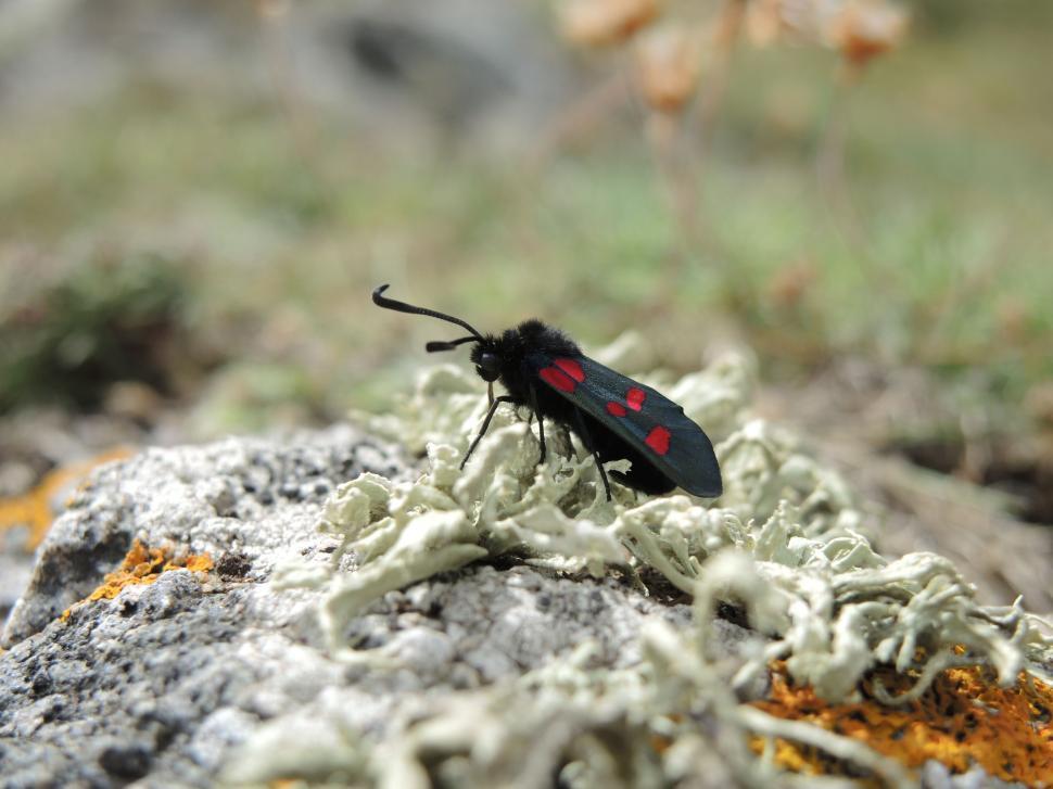 Free Image of Black Insect  