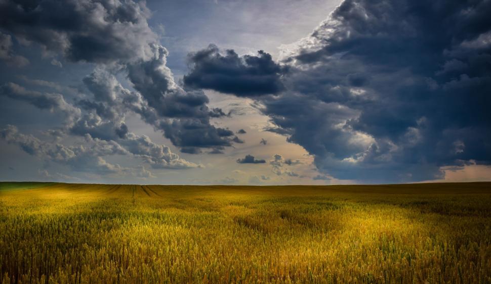 Free Image of Wheat Field under sunlight  