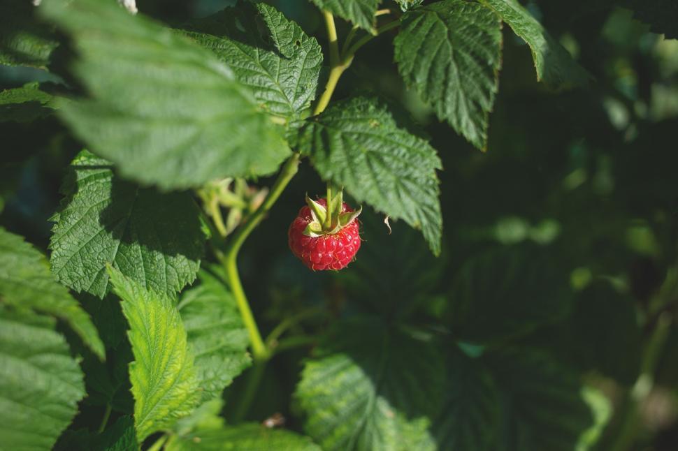 Free Image of Raspberry on tree 